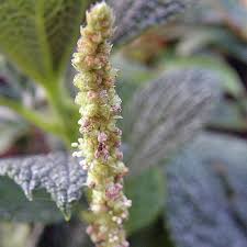 Image result for Barleria boehmii