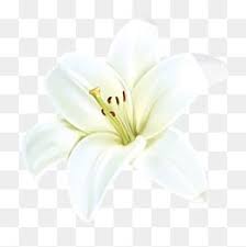 Flower Png Vector Psd And Clipart With Transparent Background For Free Download Pngtree White Flower Png Flower Png Images Lily Flower