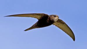 The Symbolic Swift