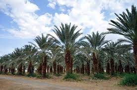 Bsw energy malaysia was set up to work in the renewables sector, utilising biomass, solar and wind technologies. Biomass Resources In Malaysia Bioenergy Consult