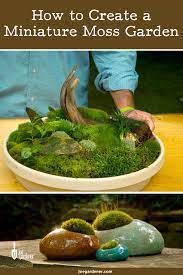 How to make a tabletop moss garden better homes gardens. How To Create A Moss Garden Moss Garden Indoor Moss Garden Mini Moss Garden