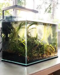 Big Plans In The Works For The Mini M It Will Be A Jungle No More Plants Aquarium Pond