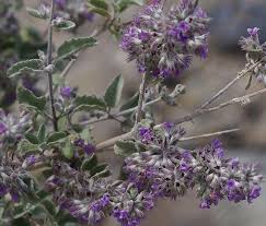 Image result for Hyptis