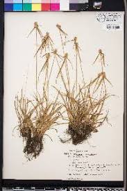 Image result for Kyllinga odorata