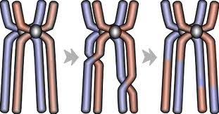 Natural selection gizmo answer key quizlet / evolution. Student Exploration Meiosis Flashcards Quizlet