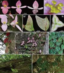 Image result for Begoniaceae