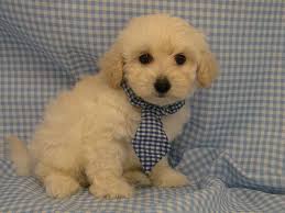 Does it get better after losing a pet, and what can I do to cope with the  grief?