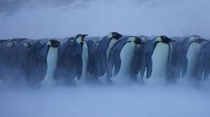 Visit www.penguinsinternational.org to donate.while spending several weeks among the penguins, i got to watch a lot of different. Bbc Earth In The Frigid Antarctic Winter Emperor Penguins Get Too Hot