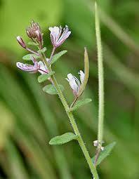 Image result for Cleome monophylla