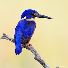 Azure Kingfisher He S Quite A Small Bird With An Amazing Deep Blue Colour This Guy Just Landed On A Branch Next To A Tiny Bird Bird Photography Kingfisher