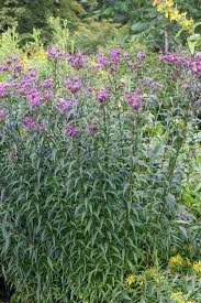 Image result for Vernonia adenocephala