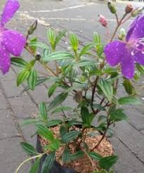 Beli jual tanaman rambat bunga alamanda | tanaman hias. Tanaman Hias Toko Tanaman Online Harga Murah