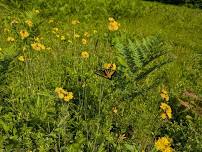 Rewilding: Native Plants & Biodiversity