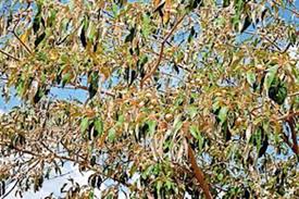 Image result for Croton megalocarpus