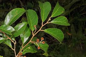 Image result for Dichapetalum