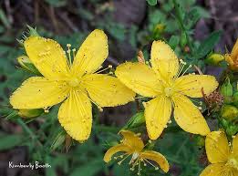 Image result for Hypericum lalandii