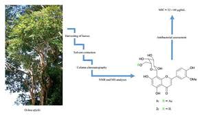 Image result for Ochna afzelii