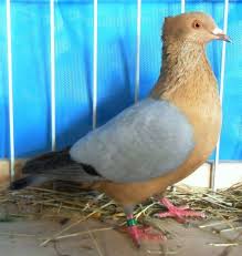 Image Result For Blue Wing Archangel Pigeon