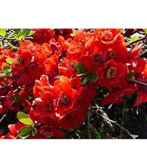 Image result for Chaenomeles japonica
