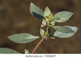 Image result for Bergia