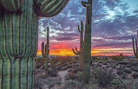 Connect with them on dribbble; Beautiful Arizona Sunset With Saguaro Cactus In Background Photograph By Ray Redstone