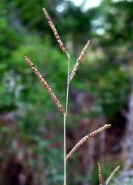 Image result for Paspalum plicatulum