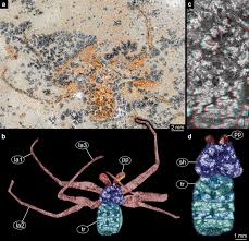 However, one species does inhabit central. The Fossil Record Of Whip Spiders The Past Of Amblypygi Springerlink