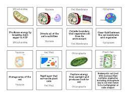 The name of the organism's genus and the name of its species. Plant And Animal Cell Organelles Memory Game From Sandy S Science On Teachersnotebook Com 3 Page Plant And Animal Cells Cell Organelles Animal Cell Organelles