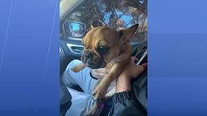 Find out if it's the perfect pet store for you now! Police Stolen French Bulldog Puppy Found Suspect Charged