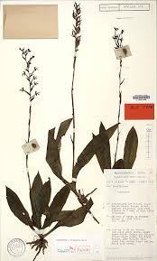 Image result for Habenaria hologlossa
