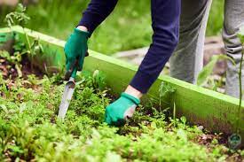 We did not find results for: 16 Ways To Use Vinegar In Your Garden Hgtv