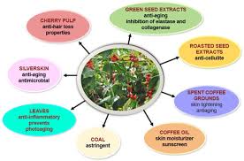 Image result for Coffea racemosa