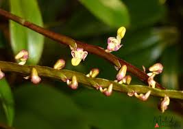 Image result for Disperis reichenbachiana