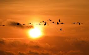 Birds Flying In The Sky Sunset Birds In Flight Sunset Google Search Animal Photography Birds In The Sky Nature Photography
