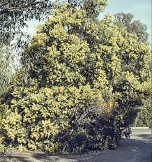 Image result for Acacia kamerunensis