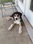 Beagle Husky Mix 🐕 | Vet Reviews | 3 Reasons To Avoid ...