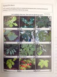 Leaf identification | identify trees by their leaves. Stivichall Primary On Twitter 1s Have Been Super Scientists This Week Identifying Trees By Their Leaves And Have Been Learning About Evergreen And Deciduous Trees Scientistsatwork Welovetrees Learningoutsidetheclassroom Https T Co 0zosowbgog
