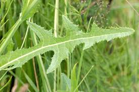 Image result for Sonchus schweinfurthii