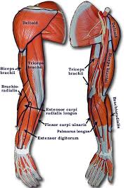 Illustration of the muscles of the right upper arm. Arm Muscles Names Muscle Anatomy Body Anatomy Human Anatomy