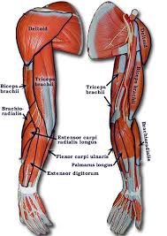 As soon as the muscle had contracted and pulled on a bone, that would be it, with no way to these are the biceps on the front of the upper arm and the triceps on the back of the upper arm Arm Muscles Names Muscle Anatomy Body Anatomy Human Anatomy