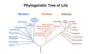 classification read biology ck 12 foundation