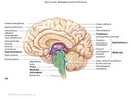 Figure 12 1 Embryonic Development Of The Human Brain Ppt Video Cranial Nerves Embryonic Development Human Brain