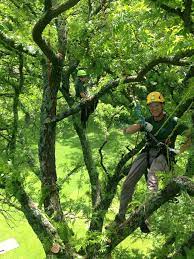 We did not find results for: Tcia Ctsp Waa Isa Certified Wisconsin Tree Preservation Wachtel Tree Science