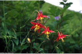 Pin On Utah Wildflowers