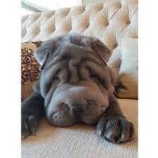 230 En Iyi Chinese Shar Pei Goruntusu Hayvanlar Kopek Shar Pei
