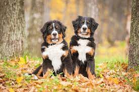 Sein freundlicher und loyaler charakter machen ihn weltweit zu einem beliebten und hervorragenden familienhund. Berner Sennenhund Charakter Und Wesen Was Macht Den Berner Sennenhund Aus Bernersennenhund De