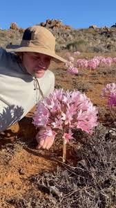 Image result for Brunsvigia