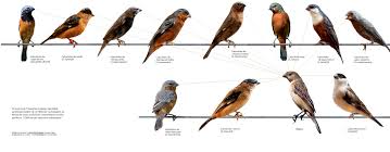 A origem dos caboclinhos : Revista Pesquisa Fapesp