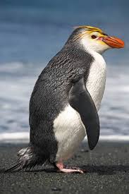 The Vulnerable Royal Penguin Eudyptes Schlegeli Is Only Found On Macquarie Island And Adjacent Islands Kc Penguins Royal Penguin Pet Birds