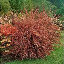 Op 21, 22 & 23 april hebben k.s.r.v. Cytisus Praecox Hollandia Pflanzen Fur Dich De 3 99